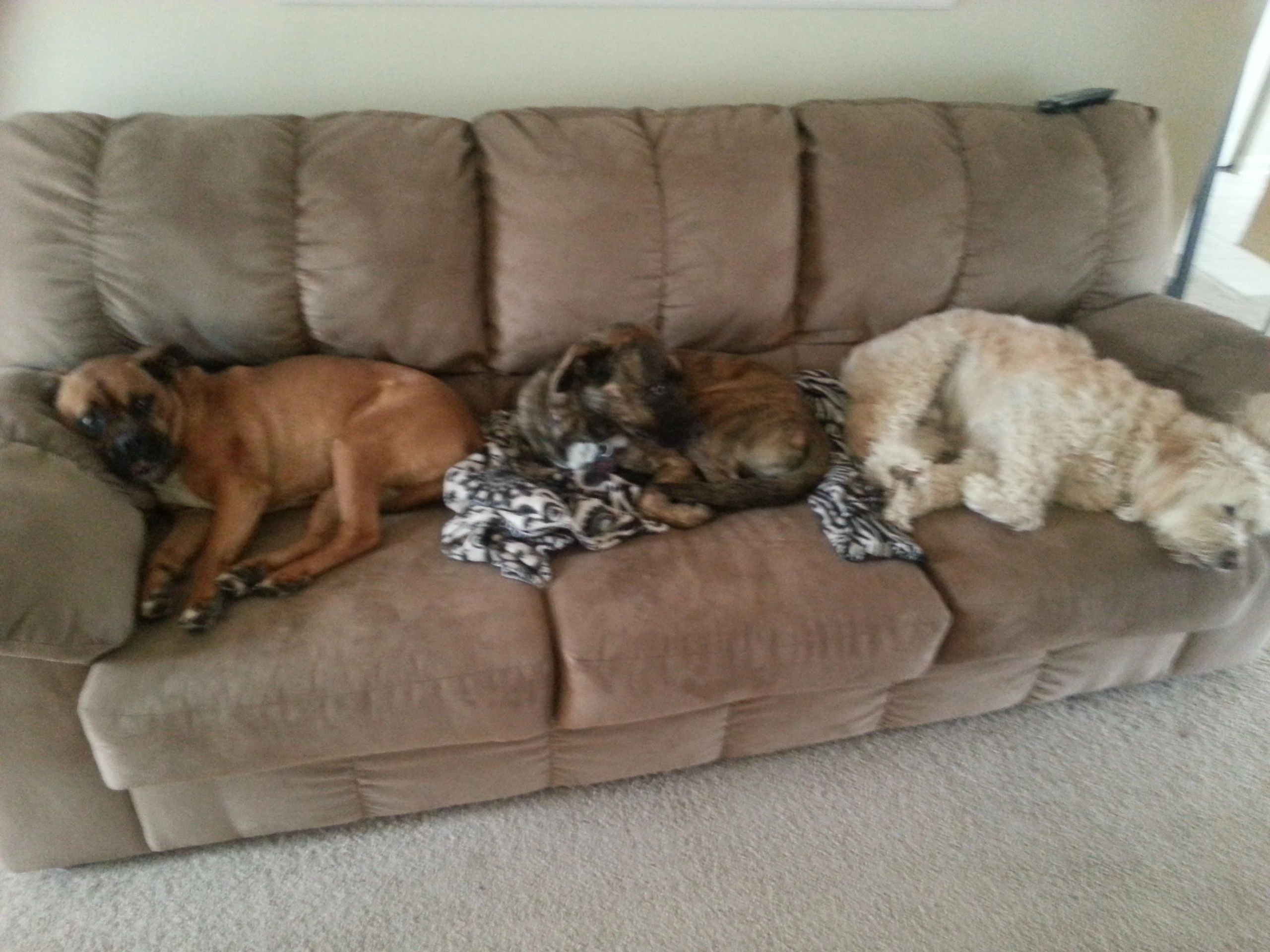 Dogs relaxing together on a couch